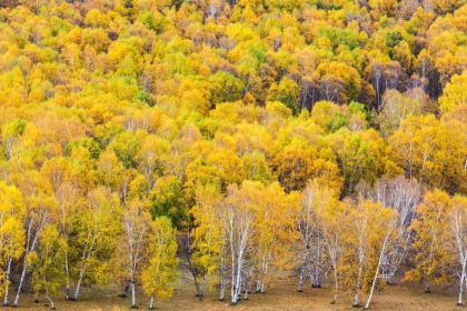 019年11月27号出生的男宝宝五行缺木取名注意事项"
