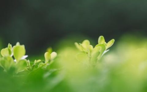 2018狗年寒露节气出生的宝宝取名乳名大全