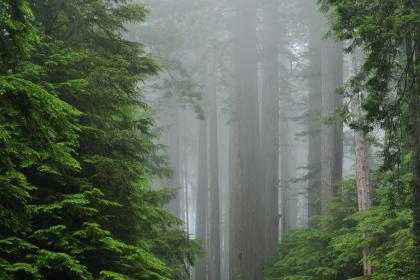 019年七月十八出生的双胞胎男孩如何起名字，五行属什么"