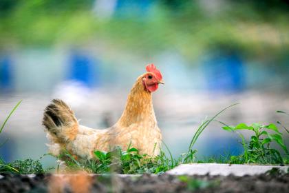 1月份出生的属鸡男孩起什么名字好"