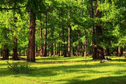019年11月29号出生的男宝宝五行缺木怎么取名"