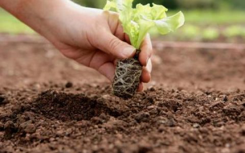 2019猪年植树节出生男孩要怎么起小名