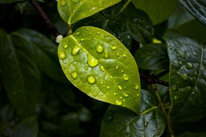 019猪年白露出生女孩起什么小名好听"