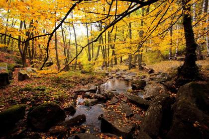 夏天出生猪宝宝起名2019最新版