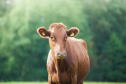 姓牛女孩甜美好听的名字推荐