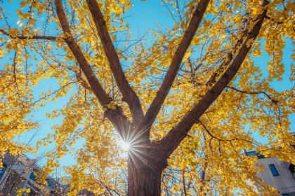 019年10月12号出生的双胞胎男孩起什么名字比较好，五行属什么"