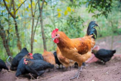 下午2点出生的属鸡男孩要怎么起名，宜用什么字