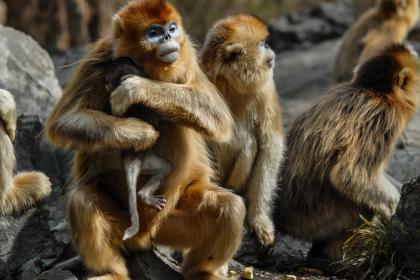下午六点出生的属猴男孩如何取名，宜用什么字