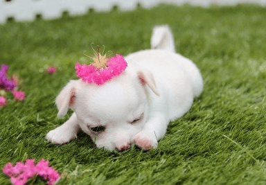 宠物狗的名字大全可爱