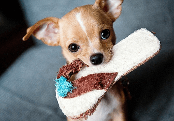 宠物狗的名字大全可爱