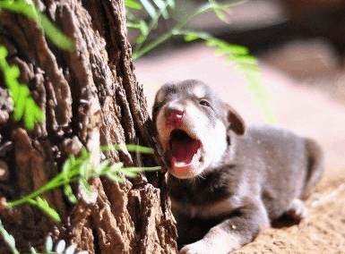 宠物狗的名字大全可爱