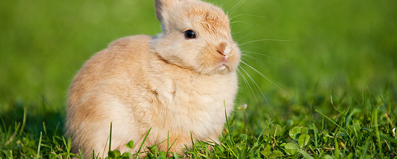 生肖兔2022年运势及运程 2022年属兔命运