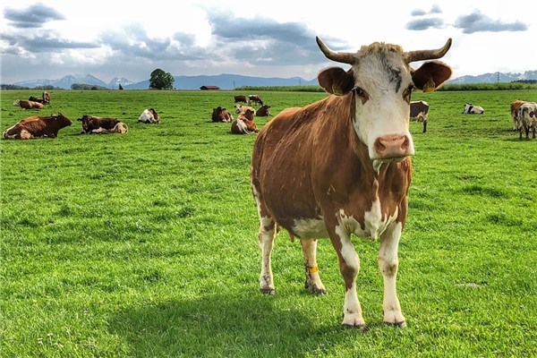 属牛的2023年整体运势