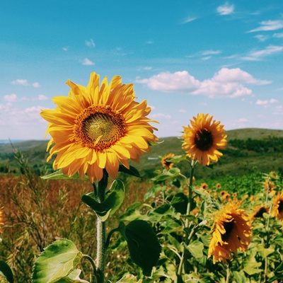 967年属羊人2024年运势及运程详解"