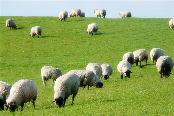 生肖羊2024年财运怎样，其他运势情况