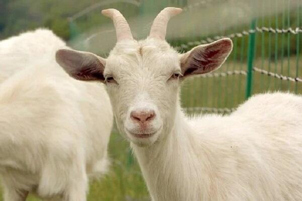 宋韶光属羊人2024年龙年运程  属羊2024年全年运势运程解析