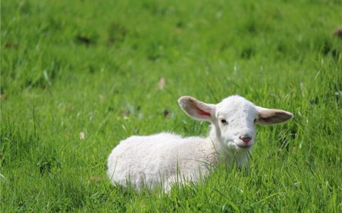 属羊人2024年每月运势