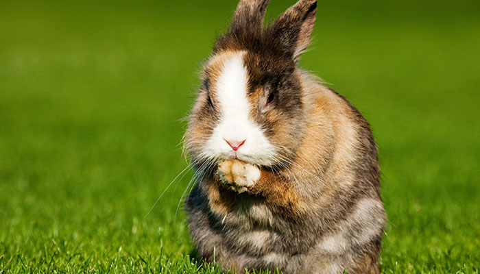 生肖兔2022年运势及运程 2022年属兔命运