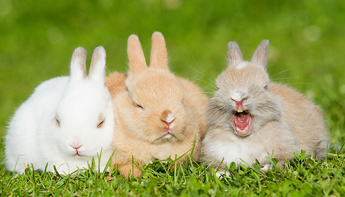 生肖兔2022年运势及运程 2022年属兔命运