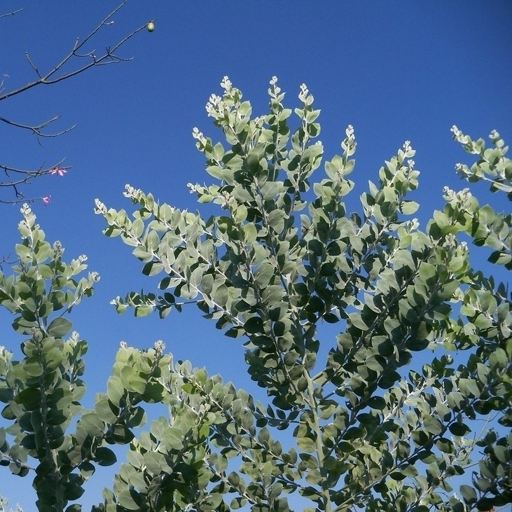 蓝桉树有什么寓意？_1