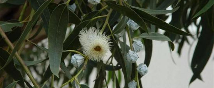 蓝桉树有什么寓意？_1