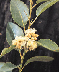 蓝桉树有什么寓意？_1