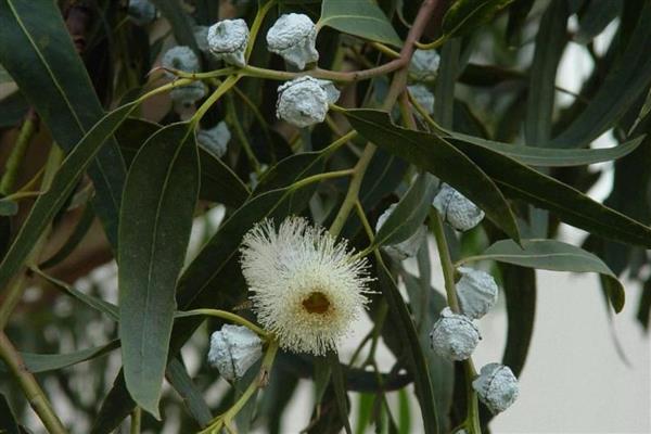 蓝桉的花语是什么，寓意孤独寂寞、唯一温柔等