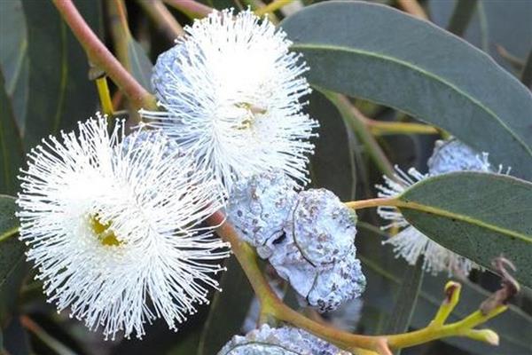 蓝桉的花语是什么，寓意孤独寂寞、唯一温柔等