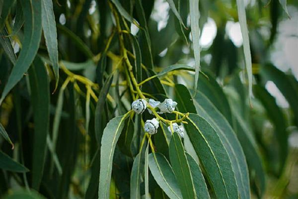 蓝桉的花语是什么，寓意孤独寂寞、唯一温柔等