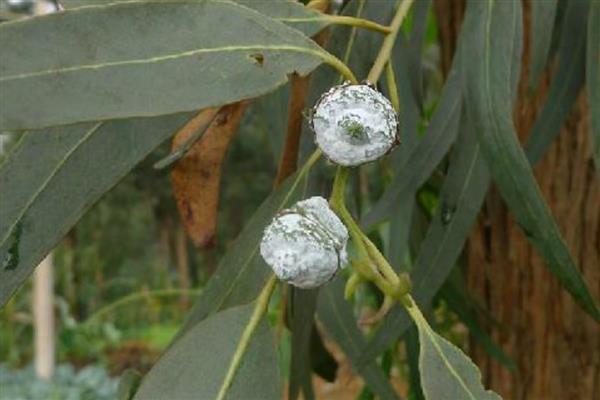 蓝桉的花语是什么，寓意孤独寂寞、唯一温柔等