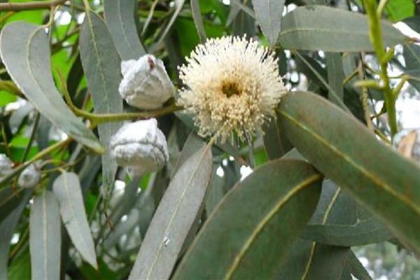 蓝桉的花语是什么，寓意孤独寂寞、唯一温柔等