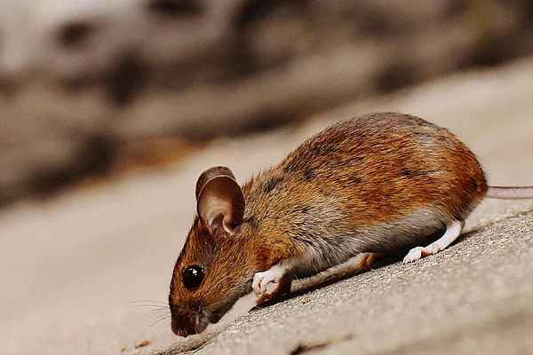 00年的龙和什么属相配 00年属龙的生肖婚配表