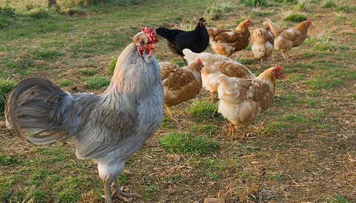 属鸡2021年运势及运程每月运程 属鸡今年每月运势如何