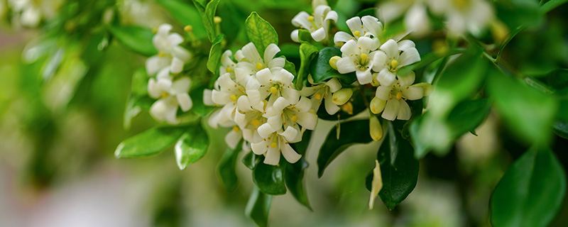 蓝桉的花语是什么 蓝桉的花语