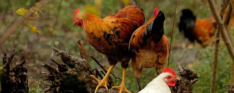 属鸡2021年运势及运程每月运程 属鸡今年每月运势如何