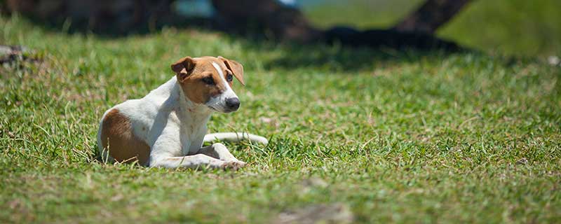 1994年属狗2021年运势及运程 94年属狗27岁命运