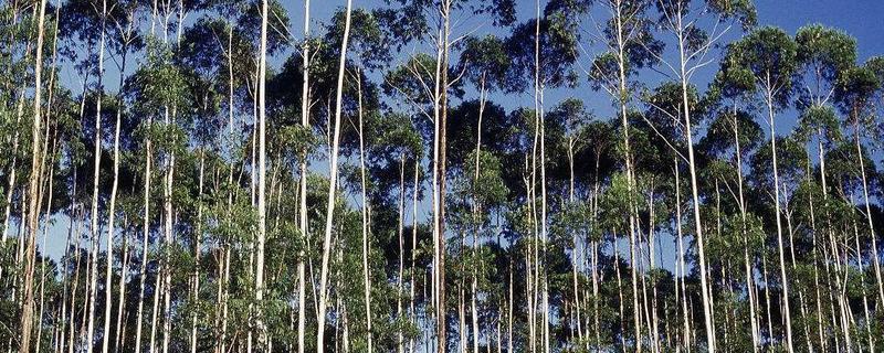 蓝桉的花语是什么，寓意孤独寂寞、唯一温柔等