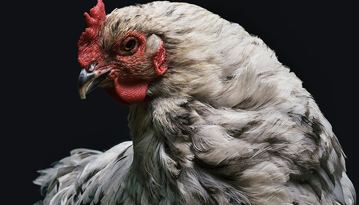 属鸡2021年运势及运程每月运程 属鸡今年每月运势如何