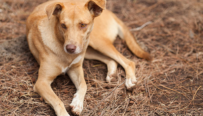 1994年属狗2021年运势及运程 94年属狗27岁命运