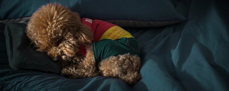 生肖狗和什么哪个生肖相冲 生肖狗和什么生肖相冲相克