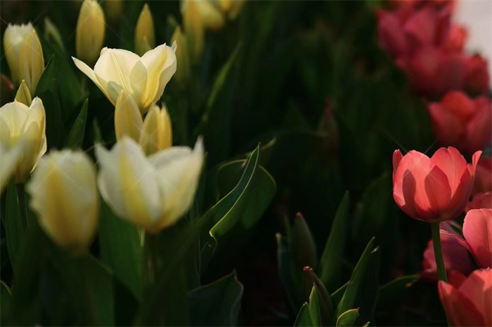 021年1月搬家黄道吉日一览表,入宅吉日查询"